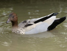 Australian Wood Duck (WWT Slimbridge June 2011) - pic by Nigel Key
